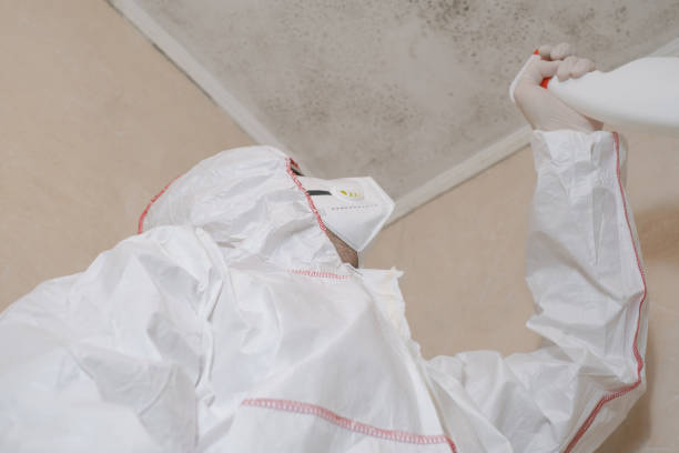 Best Mold Damage Repair  in Pce, LA