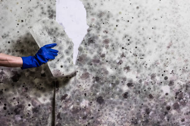 Reliable Laplace, LA Mold Removal Solutions