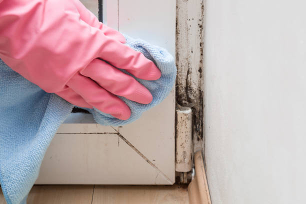 Best Crawl Space Mold Removal  in Pce, LA